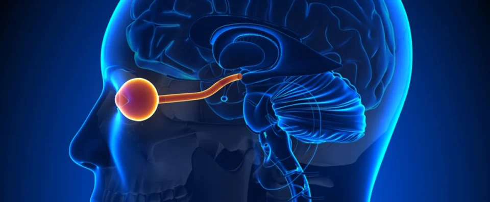 Neuro Ophthalmology brain scan